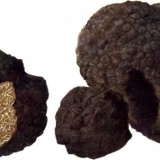 Tartufi: gdje rastu u predgrađu, kako se sakupljaju i kada počinje ...